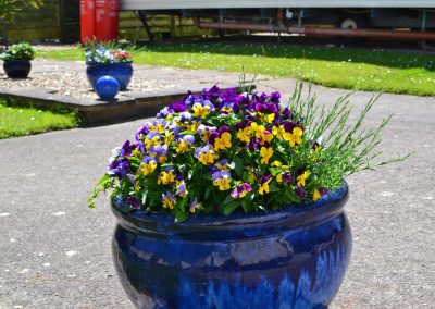 Colourful flowers in blue pot on patio